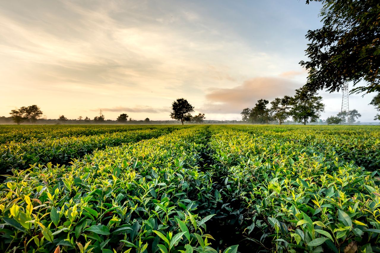 collection-01 Picturesque view of lush green tea plantations in rows under cloudy sky in countryside at sunset